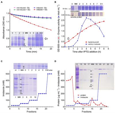 Enzymology and Regulation of δ1-Pyrroline-5-Carboxylate Synthetase 2 From Rice